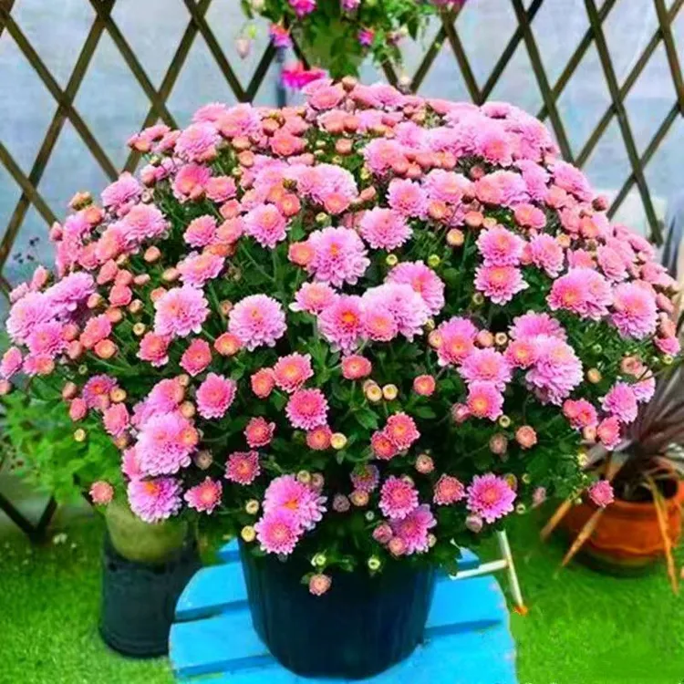 千头菊四季菊花种子重瓣菊花种子阳台庭院盆栽易活花草花卉种子