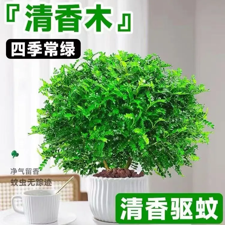 精品清香胡椒木盆栽室内搭配四季好养驱蚊虫净化空气四季常绿美观