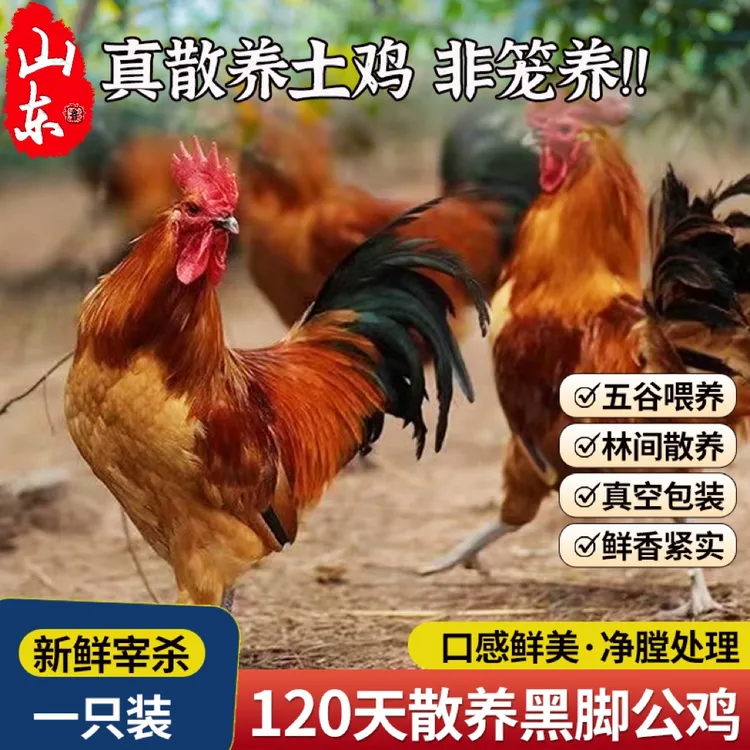 山东黑脚公鸡正宗土鸡农家散养公鸡山林散养新鲜宰杀生鲜 厚蒙