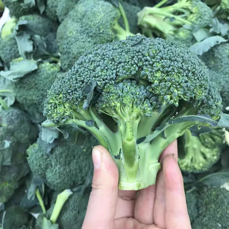 【新鲜西兰花】露天西蓝花菜花当季时令蔬菜花椰菜高钙健康沙拉菜