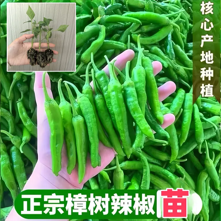 樟树港辣椒苗正宗新鲜富晒湖南品种小青椒微辣中辣嫩青椒薄皮辣椒