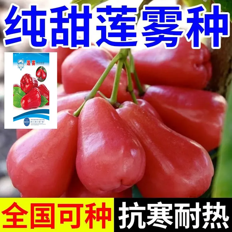 【今年新种】莲雾种子台湾黑金刚全国种植地栽盆栽庭院简单易种植T商品图