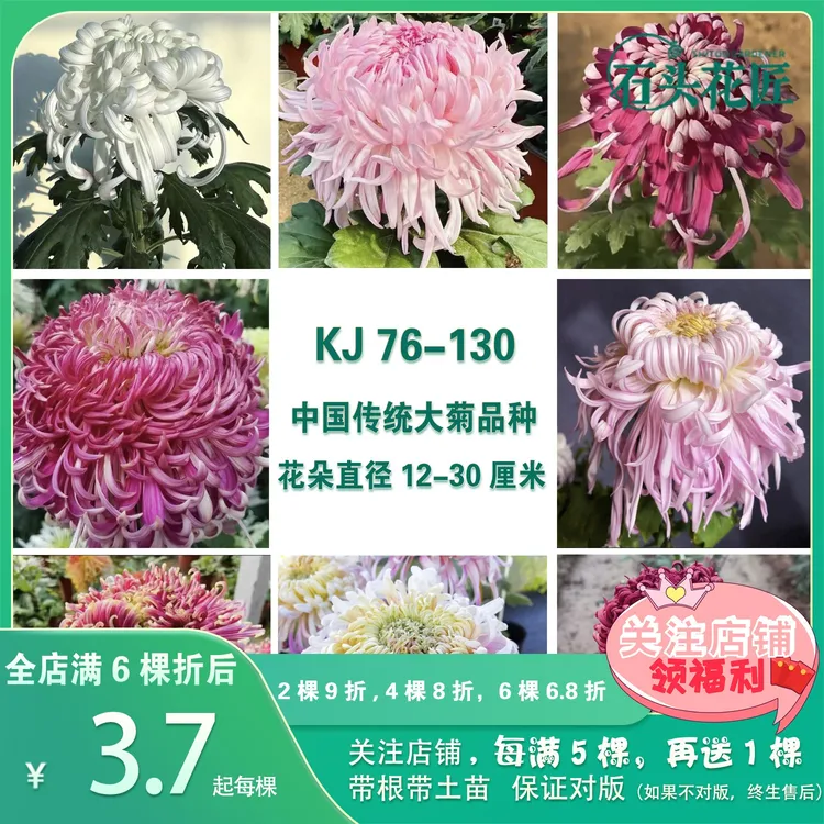 石头花匠中国传统大菊苗55个品种 泥金豹七彩北汤 独本菊花多年生