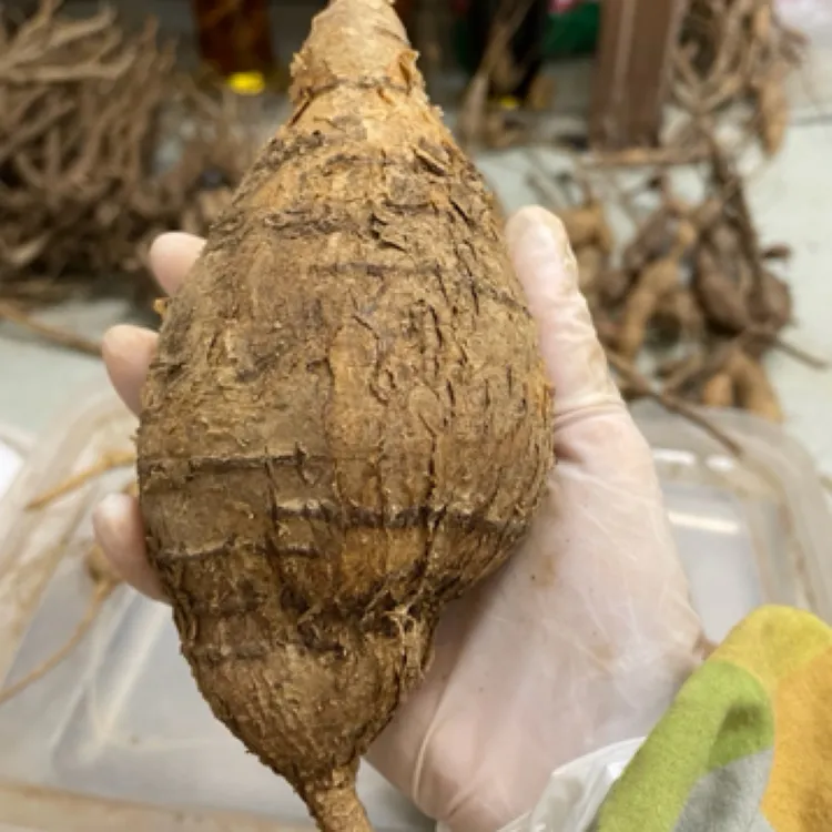 【直播现称】】山货牛古仔生鲜 大力薯黑/黄/甘薯现挖农产品