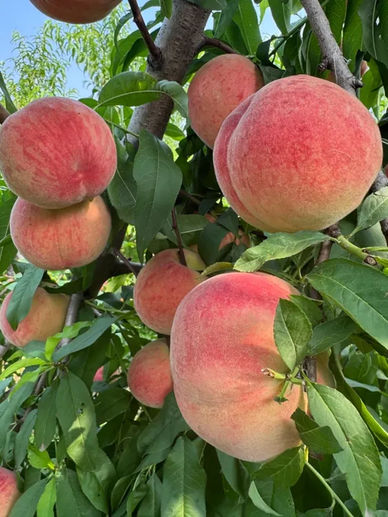 抗芽3号-6月下旬成熟 红毛桃 高抗蚜虫 有桃香味 挂树期20天
