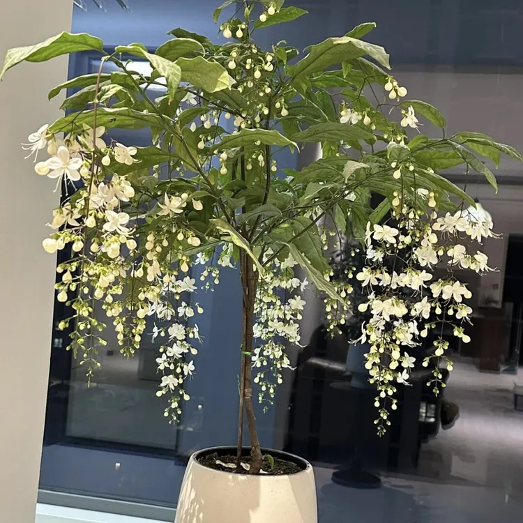 棒棒糖垂丝茉莉花盆栽花苗四季开花带花苞多年生耐寒耐热阳台室内