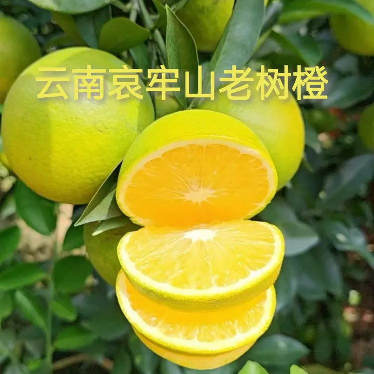 云南哀牢山冰糖橙橙子老树果高原褚橙之乡