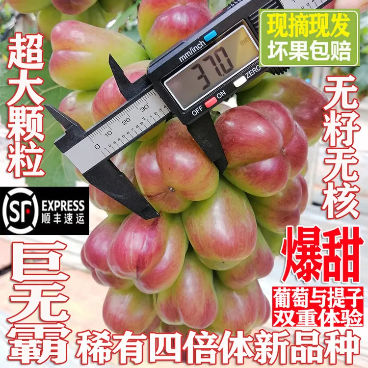 【尝鲜性价比款】大颗粒新品种四倍体葡萄提子无籽无核爆甜多汁皮薄