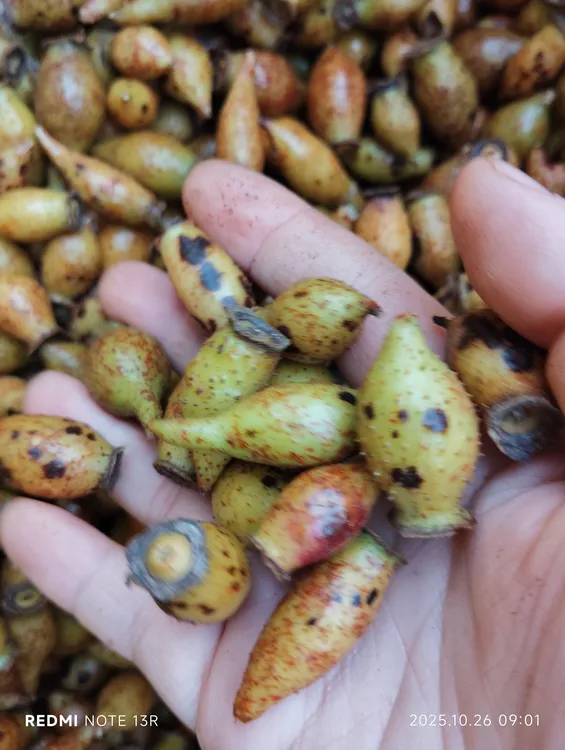 5斤江西野生新鲜金樱子鲜果可用于泡酒泡水煲汤的刺子果