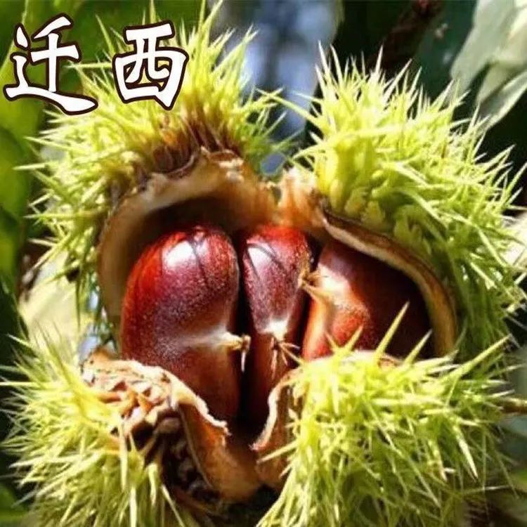 嫁接迁西板栗果树苗南北方庭院种植板栗树苗地栽盆栽耐寒板栗树苗