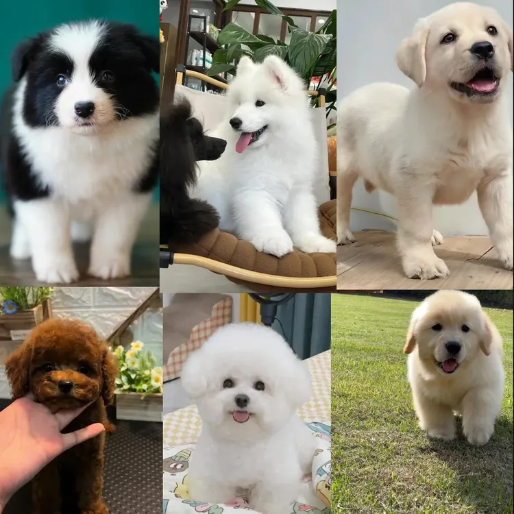 【汪喜汪犬舍】自家繁殖全品种幼犬