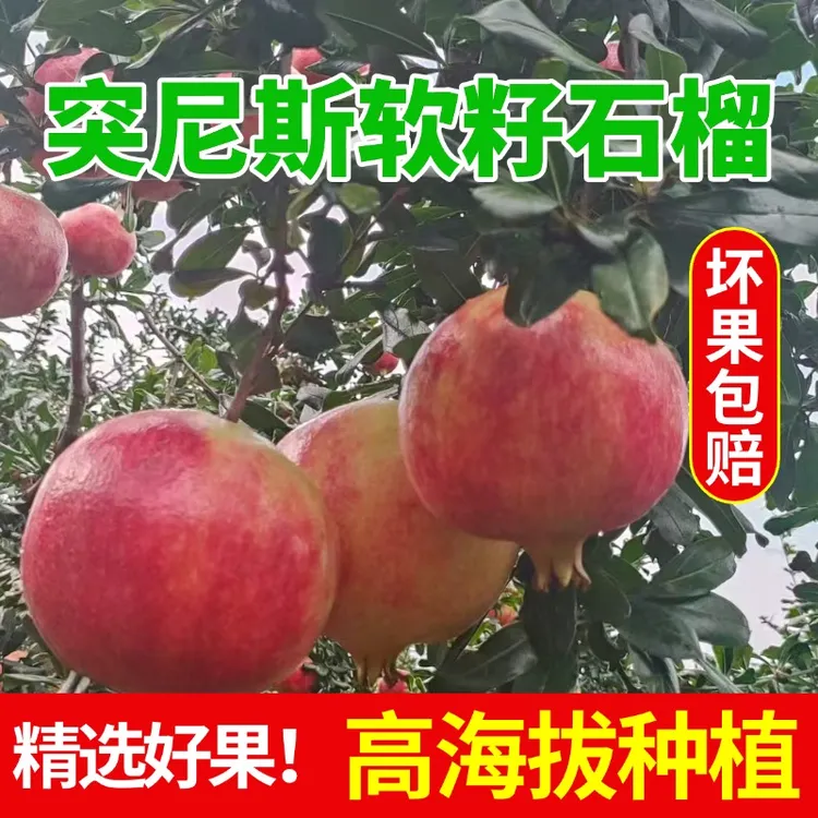 正宗突尼斯软籽石榴新鲜当季现摘鲜纯甜多汁无籽饱满水果3斤5斤装