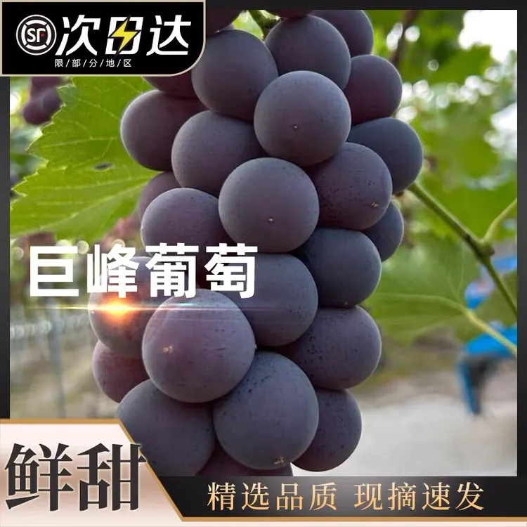 现摘巨峰葡萄东北辽宁当季新鲜水果粒大酸甜无籽入口多汁顺丰包邮