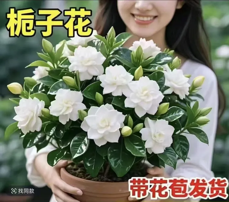 特大盆栀子花盆栽带花苞浓香四季开花室内净化空气花卉