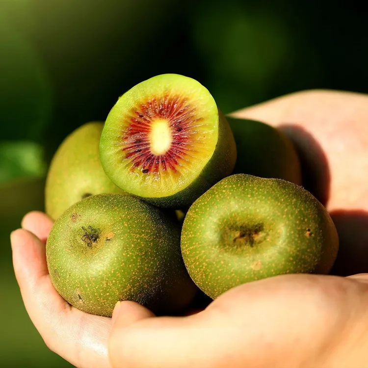 四川蒲江红心猕猴桃自然熟香甜可口孕妇适用水果