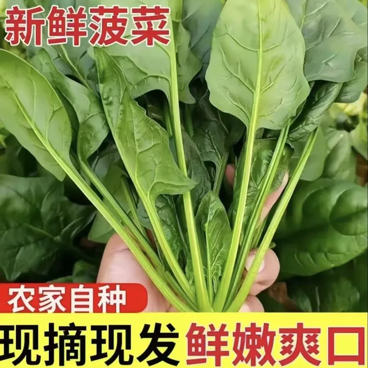 河北新鲜菠菜火锅食材新鲜青菜时令蔬菜农家自种现摘现发产地批发