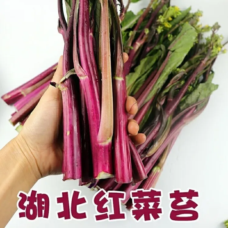 湖北红菜苔新鲜农家自种露天菜红子清甜脆嫩紫菜苔现摘现发