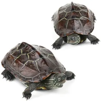 小乌龟活体外塘冷水龟宠物观赏龟半墨龟批发中华草龟金线草龟便宜