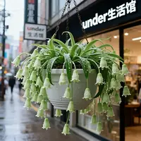 新品浓香风铃花盆栽好养耐寒冬天室内外阳台庭院花卉绿植四季开花