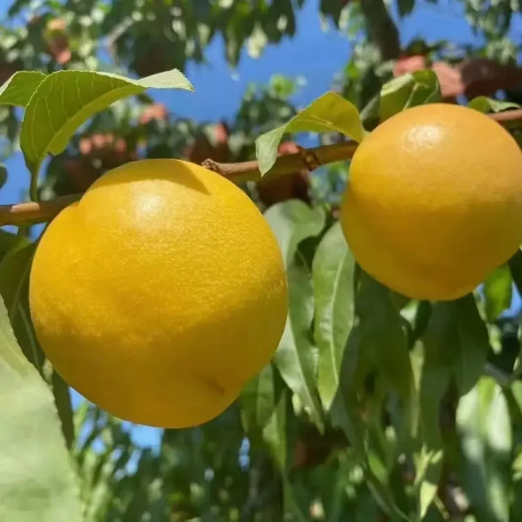 果园直发新鲜采摘正宗平谷大桃 黄油桃澳油 礼盒装