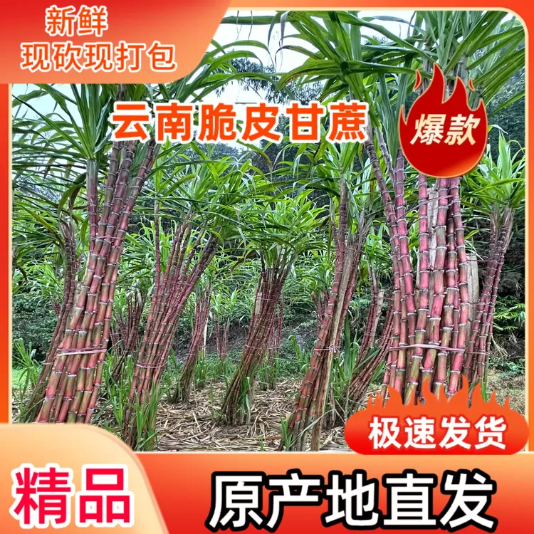 云南老品种甘蔗红皮甘蔗脆甜多汁孕妇水果当季新鲜红脆皮新鲜甘蔗