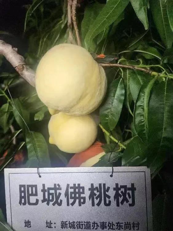 正宗佛桃 连续六年肥城市获奖佛桃 包邮 坏果包赔 冰糖味大桃 