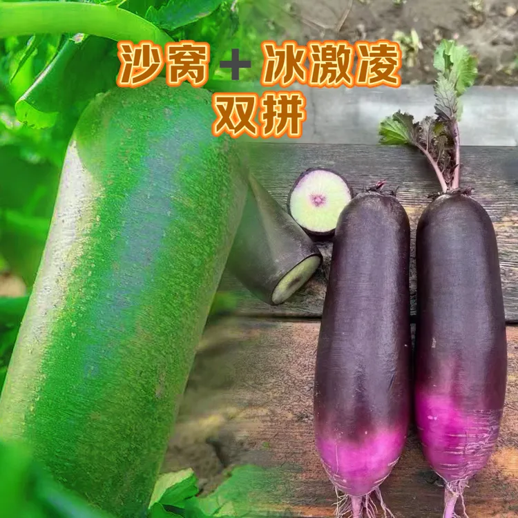 【紫绿萝卜双拼】沙窝水果萝卜天星2号冰激凌水果萝卜顺丰包邮