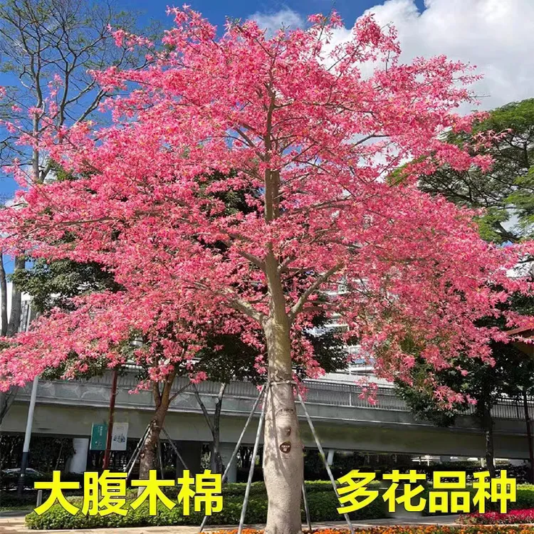 大腹木棉小苗美丽异木棉树苗四季常绿庭院花树公园街道风景树地栽