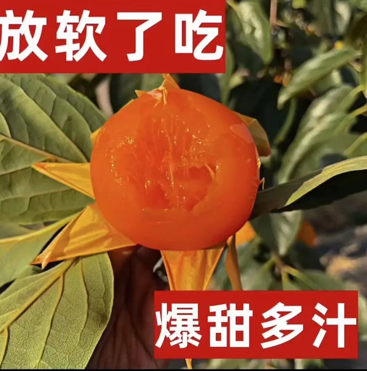 正宗陕西富平新鲜大尖柿应季软甜多汁可挂柿饼果园现摘包邮