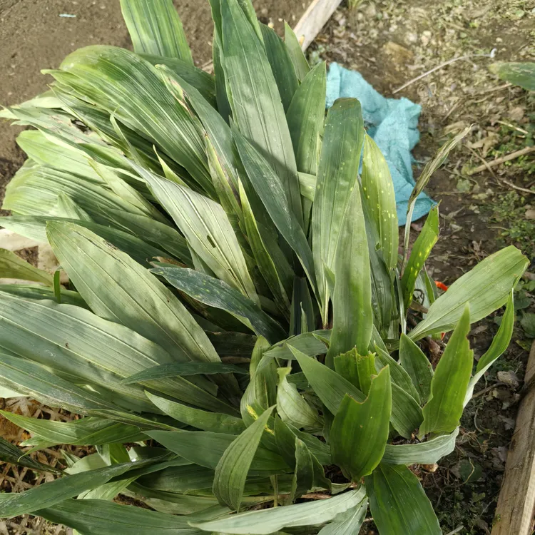 贵州下山货杜鹃地涌金莲一号毛慈菇新鲜绿植毛慈姑苗子批发零售