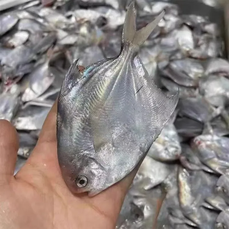 舟山海捕银鲳鱼 白鲳  码头直发 顺丰冷链