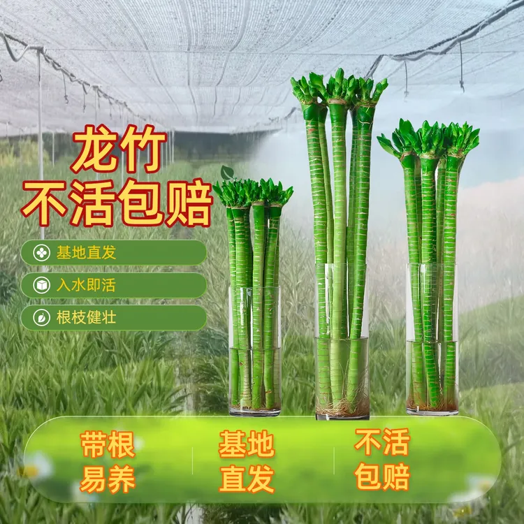 龙竹富贵竹粗杆带根文昌竹金榜题名节节高室内桌面水培招财绿植