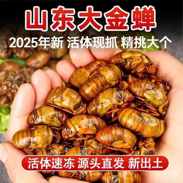 【顺丰包邮】山东大个头新鲜金蝉知了猴 爬叉猴 知了龟活体速冻发货