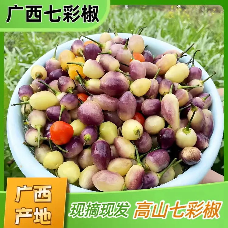 现货现发产地广西七彩辣椒珍珠五彩椒整箱泡椒椒灯笼精选新鲜采摘