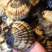 獐子岛大扇贝 2斤