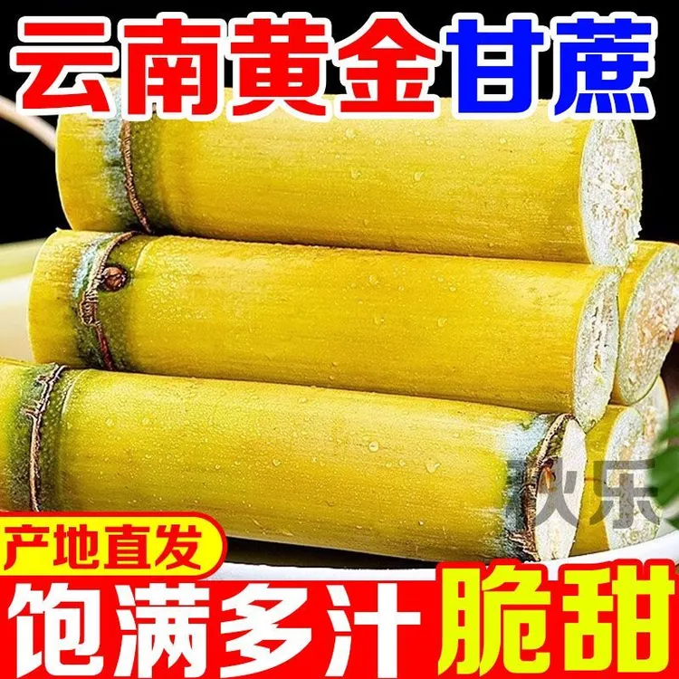 云南黄金甘蔗新鲜应季清甜多汁黄皮甘蔗产地现砍基地直发