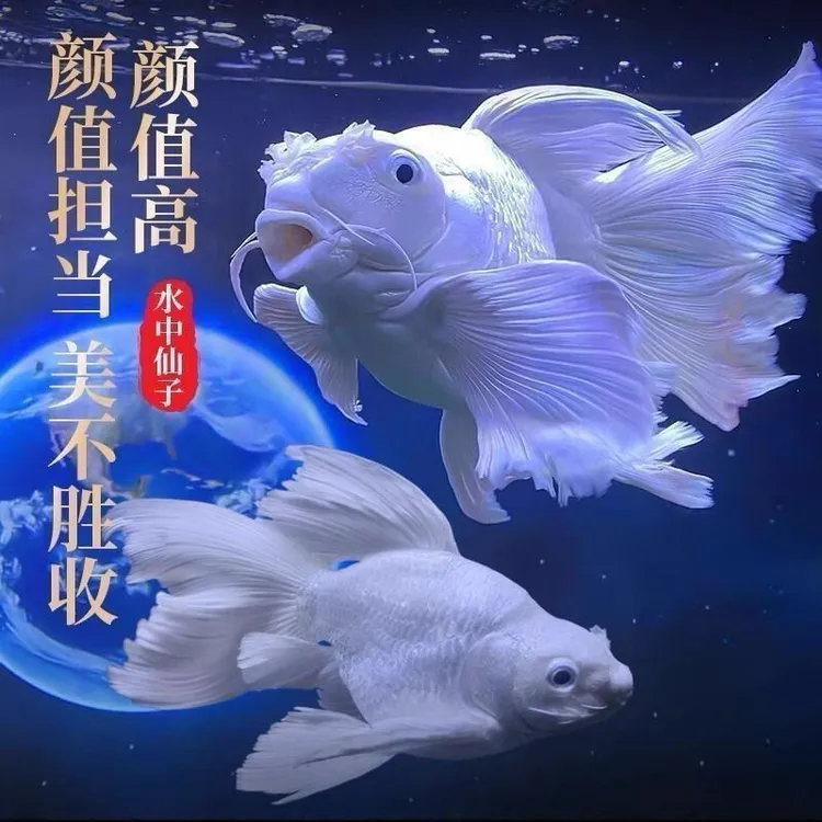 8-10厘米台湾贵妃纯种蝴蝶球体观赏鱼短身锦鲤淡水长尾冷水鱼苗