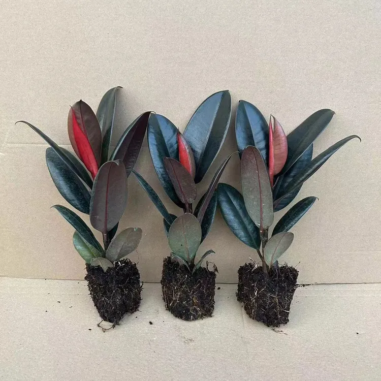 黑金刚橡皮树室内绿植盆栽净化空气除甲醛四季常青绿植防辐射好养