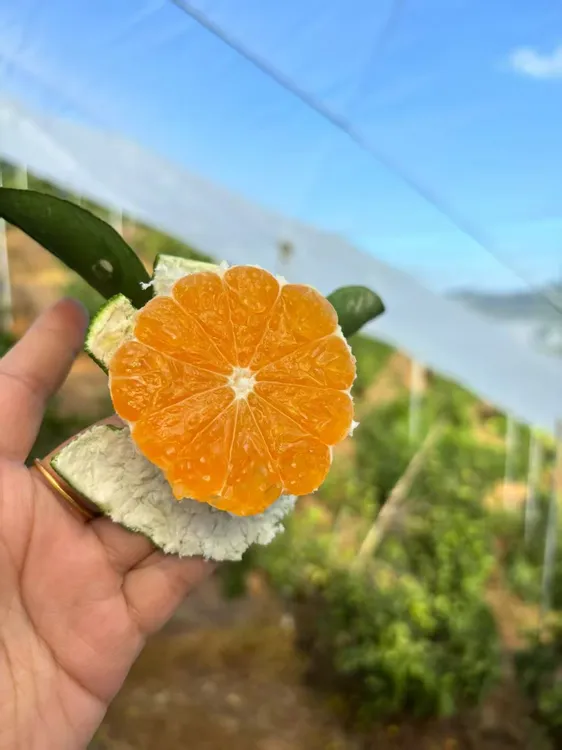 青皮无籽蜜桔赣南寻乌皮薄如纸蜜糖爆浆孕妇现摘现发5斤（中大果）