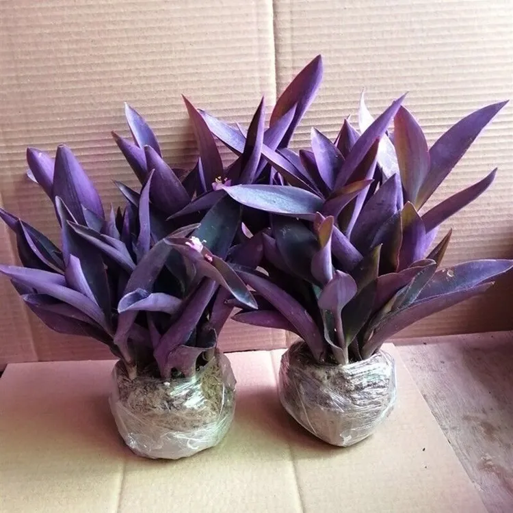 绿植梅盆栽客厅花紫竹梅盆栽花卉室内花苗阳台好养植物紫竹紫竹梅