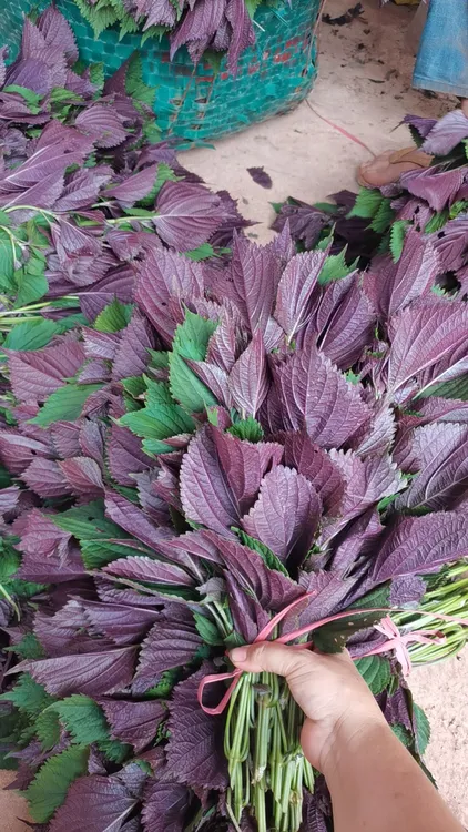紫苏叶带正宗可作牛蛙鱼虾田螺去腥提鲜紫苏盆栽苗正品植物盆栽