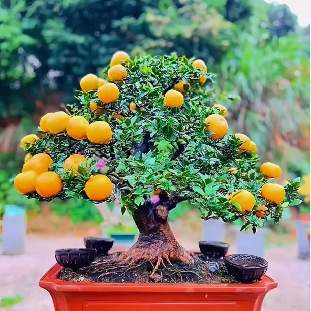 无刺目前果实很大八房柑苗盆栽原生老桩小叶盆景绿植花卉四季常青