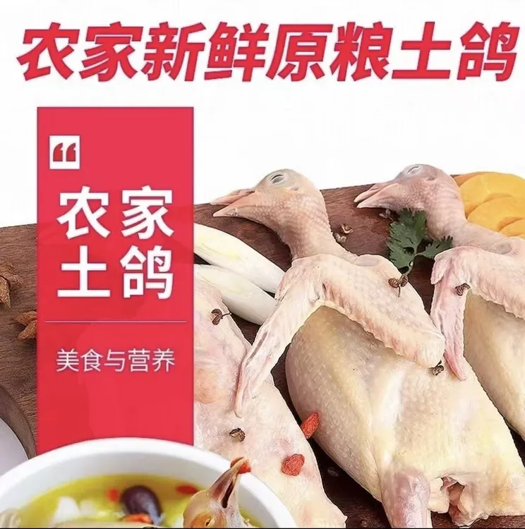 信鸽赛鸽成绩鸽公棚成绩鸽地方赛成绩鸽异色鸽特比环原环种鸽活体