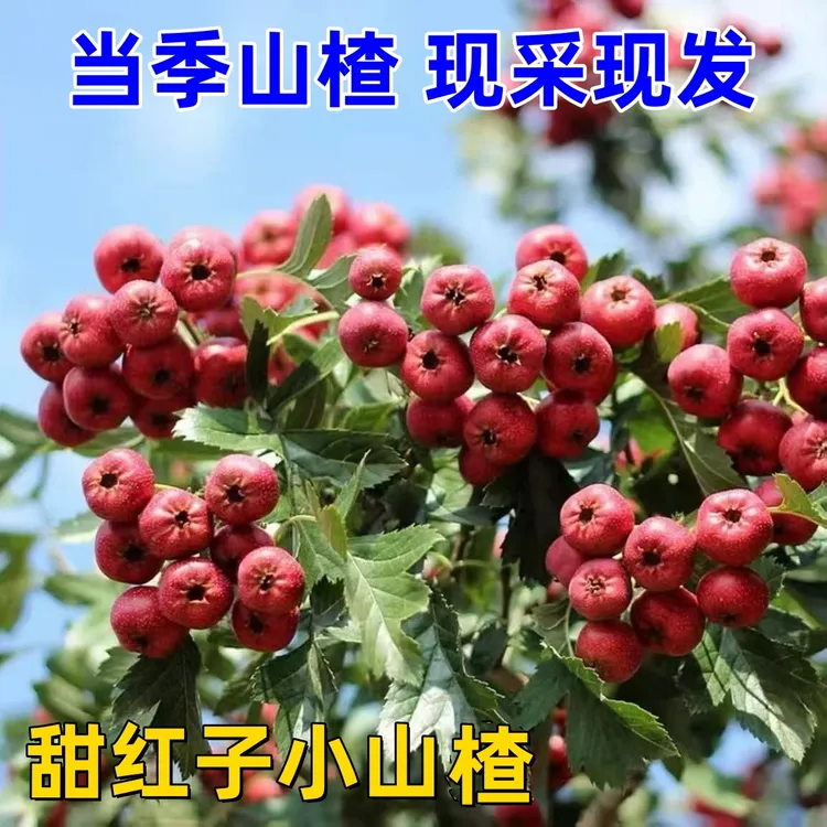 甜红子山楂   新鲜山楂  糖葫芦糖雪球专用山楂 现摘现发极速发货