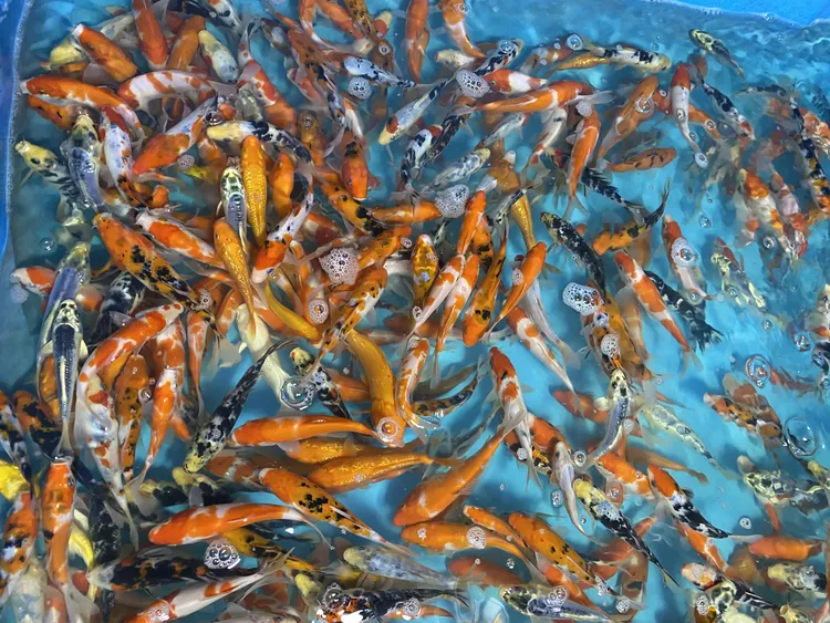 红白大正锦鲤观赏鱼冷水招财鱼