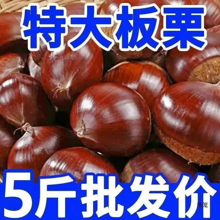正宗丹东大板栗高山老树新鲜香甜颗颗饱满产品香糯栗子精选
