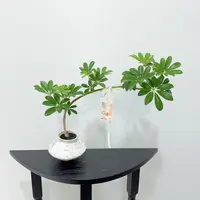 【悬崖鸭脚木】八方来财植物办公桌面招财小盆景四季绿植净化空气