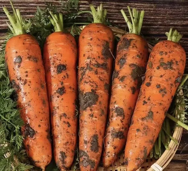 河南农家自种沙土地带泥胡萝卜现挖可生吃辅食清脆美味