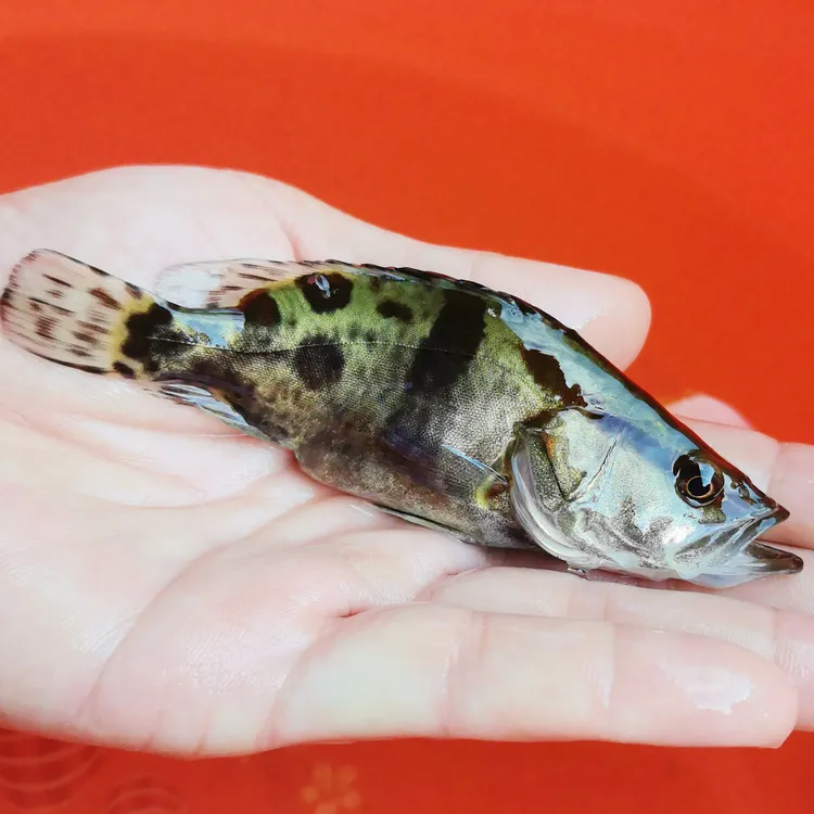 淡水鱼塘养殖小鳜鱼黑鳜桂花鱼暗金鳜鱼白头鳜红纹翘嘴季花鱼观赏