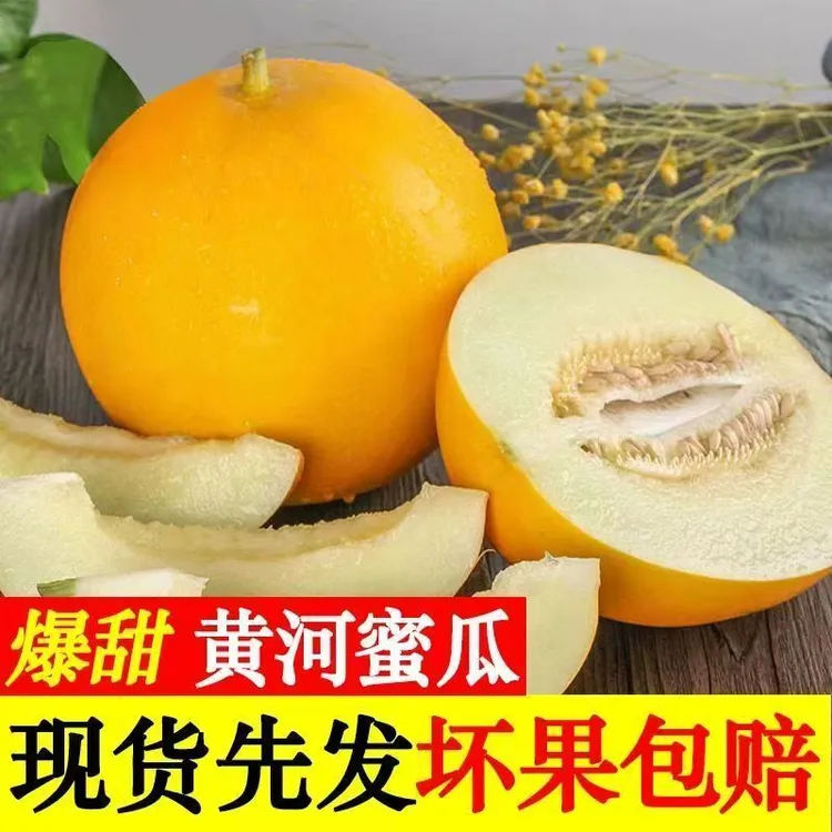 甘肃民勤头茬黄河蜜甜瓜当季新鲜水果软糯香甜黄皮白肉蜜瓜